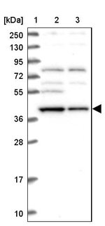 MRI1 Antibody in Western Blot (WB)