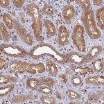 RIC8B Antibody in Immunohistochemistry (IHC)