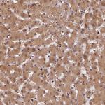 PSMB3 Antibody in Immunohistochemistry (Paraffin) (IHC (P))