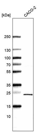 PSMB3 Antibody in Western Blot (WB)