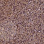 KIAA0100 Antibody in Immunohistochemistry (Paraffin) (IHC (P))