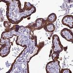 C20orf202 Polyclonal Antibody