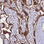 COX3 Antibody in Immunohistochemistry (Paraffin) (IHC (P))