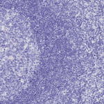 ISCA1 Antibody in Immunohistochemistry (Paraffin) (IHC (P))