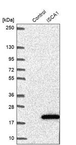 ISCA1 Antibody in Western Blot (WB)