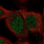 SHQ1 Polyclonal Antibody