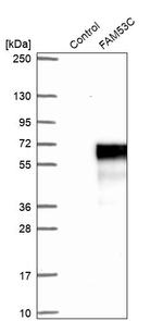 FAM53C Antibody in Western Blot (WB)