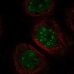 FAM131A Antibody in Immunocytochemistry (ICC/IF)