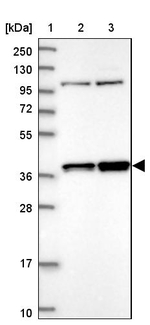 FAM131A Antibody in Western Blot (WB)