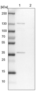 FAM131A Antibody in Western Blot (WB)