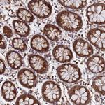 UNC93B1 Antibody in Immunohistochemistry (Paraffin) (IHC (P))