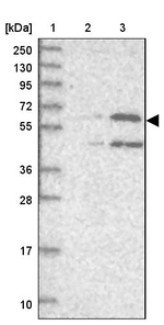 UNC93B1 Antibody in Western Blot (WB)