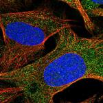 YPEL5 Polyclonal Antibody