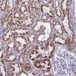 CBWD1 Antibody in Immunohistochemistry (Paraffin) (IHC (P))