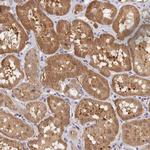 CWH43 Polyclonal Antibody