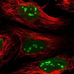 C3orf26 Polyclonal Antibody