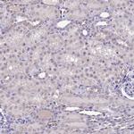 C3orf26 Antibody in Immunohistochemistry (Paraffin) (IHC (P))