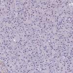 C3orf26 Antibody in Immunohistochemistry (Paraffin) (IHC (P))