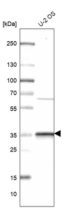 C3orf26 Antibody in Western Blot (WB)