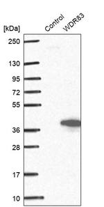 WDR83 Antibody in Western Blot (WB)