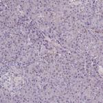 SYNGR3 Antibody in Immunohistochemistry (IHC)