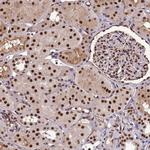 ARS2 Antibody in Immunohistochemistry (Paraffin) (IHC (P))