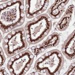 ARS2 Antibody in Immunohistochemistry (Paraffin) (IHC (P))