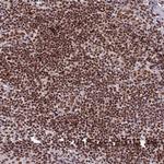 ARS2 Antibody in Immunohistochemistry (Paraffin) (IHC (P))