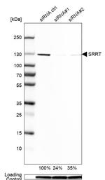 ARS2 Antibody