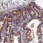 EPB41L4B Antibody in Immunohistochemistry (Paraffin) (IHC (P))