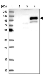 RC3H2 Antibody in Western Blot (WB)