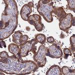 FAM126A Antibody in Immunohistochemistry (Paraffin) (IHC (P))