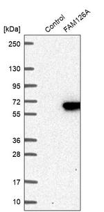 FAM126A Antibody in Western Blot (WB)