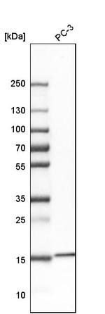 AROS Antibody in Western Blot (WB)