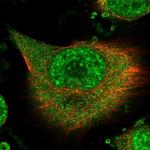 RBM41 Polyclonal Antibody