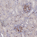 ARAP3 Antibody in Immunohistochemistry (Paraffin) (IHC (P))