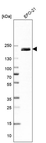 ARAP3 Antibody in Western Blot (WB)