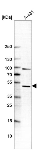 BSPRY Antibody in Western Blot (WB)