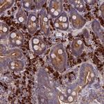 MIOS Antibody in Immunohistochemistry (Paraffin) (IHC (P))