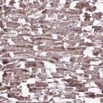 MIOS Antibody in Immunohistochemistry (Paraffin) (IHC (P))