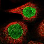 DTX2 Antibody in Immunocytochemistry (ICC/IF)