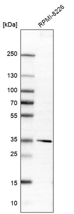 DIMT1 Antibody in Western Blot (WB)