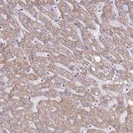 COQ4 Antibody in Immunohistochemistry (Paraffin) (IHC (P))
