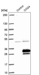 COQ4 Antibody in Western Blot (WB)