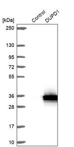 DUPD1 Antibody in Western Blot (WB)