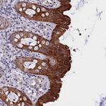 C16orf62 Antibody in Immunohistochemistry (Paraffin) (IHC (P))