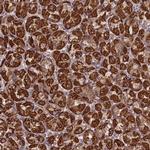 PRR25 Polyclonal Antibody