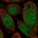 C15orf40 Polyclonal Antibody