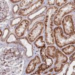 C15orf40 Antibody in Immunohistochemistry (Paraffin) (IHC (P))