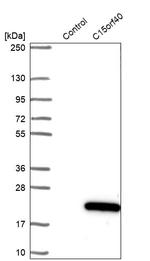 C15orf40 Antibody in Western Blot (WB)